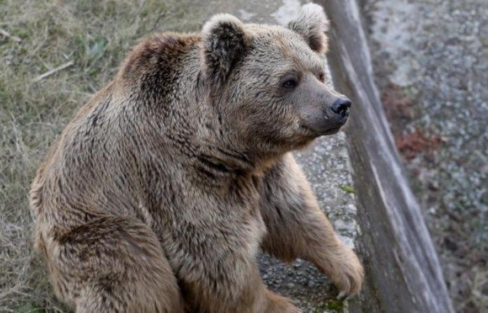 A mother throws her daughter into a bear enclosure, but the...