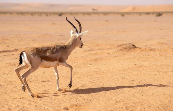 Saudi authorities release wild species in reserve to restore ecological balance
