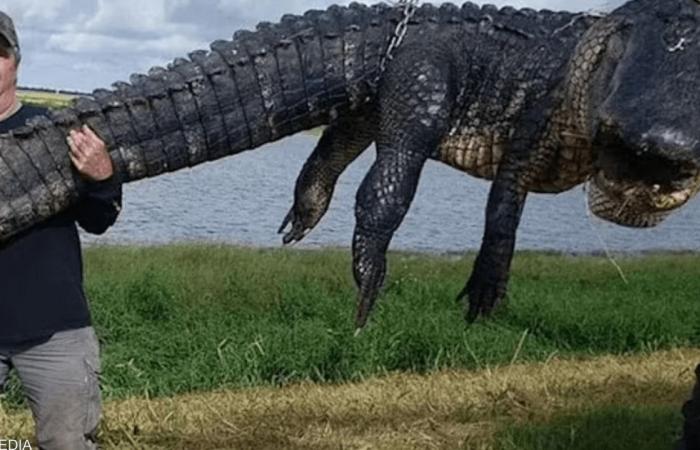 Devoured livestock for 80 years .. Hunting the largest crocodile ever