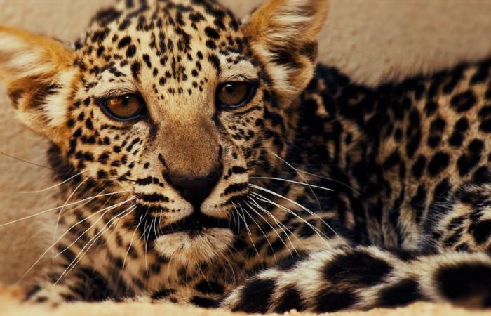 How the ‘critically endangered’ Arabian leopard is being returned to the wild in Saudi Arabia