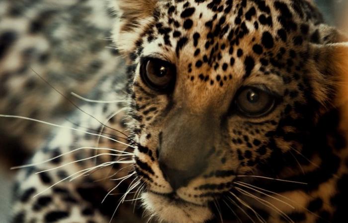 How the ‘critically endangered’ Arabian leopard is being returned to the wild in Saudi Arabia