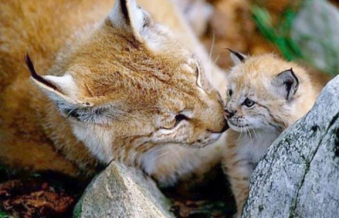 WWF strives to bring back Lynx to Bulgarian forests