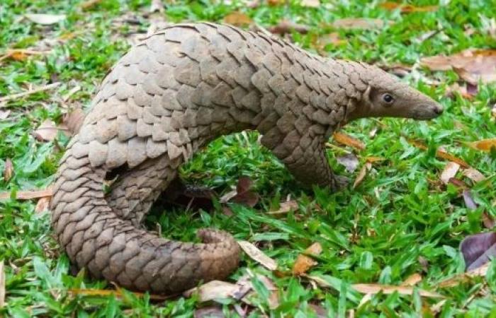 How undercover sting outwitted pangolin traffickers