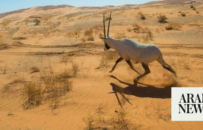UNESCO adds Saudi Arabia’s Uruq Bani Ma’arid Reserve to World Heritage List  