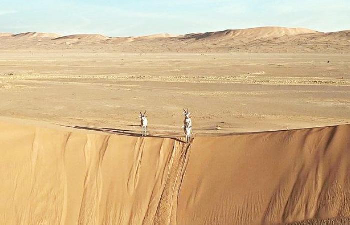 UNESCO listing of Uruq Bani Ma’arid Reserve puts Saudi conservation efforts in the limelight