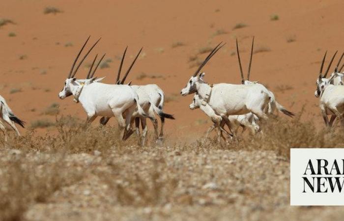 UNESCO listing of Uruq Bani Ma’arid Reserve puts Saudi conservation efforts in the limelight