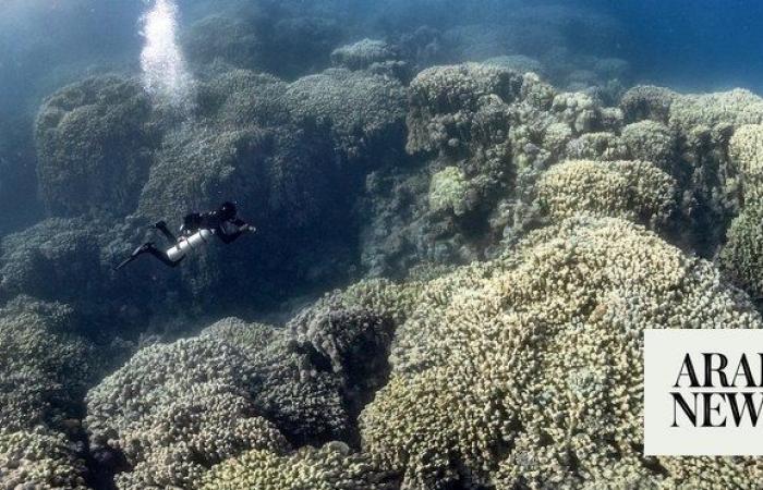 Red Sea ecosystem’s ‘pristine’ preservation requires global attention, says director of new documentary