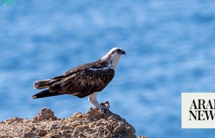 Migratory seabirds flock to Tabuk coast