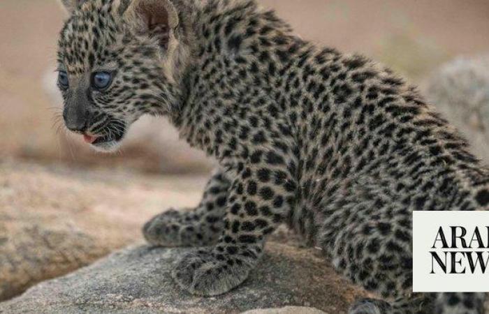 Arabian leopard Conservation Breeding Programme welcomes 7 new cubs