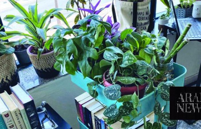 Saudi interior designer shares the best indoor plant options this winter