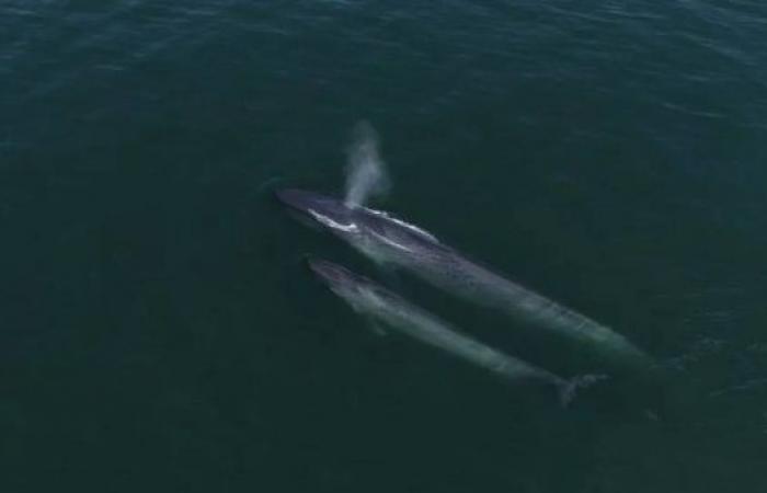 Blue whales: Ocean giants return to 'safe' tropical haven