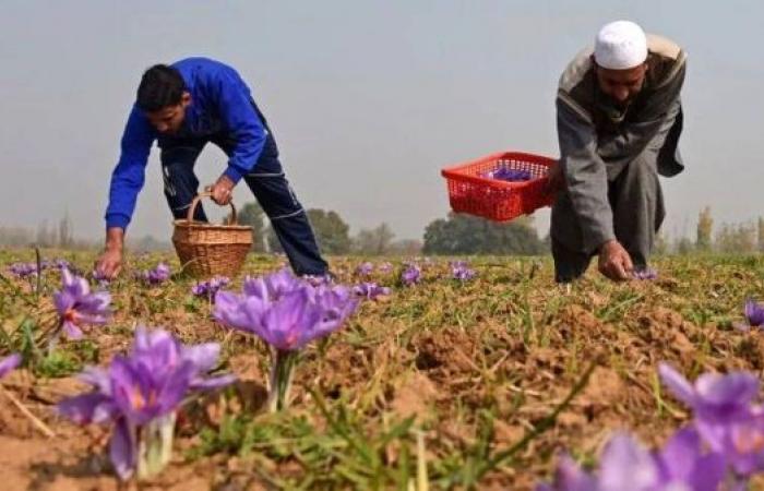 'Red gold': Why saffron production is dwindling in India