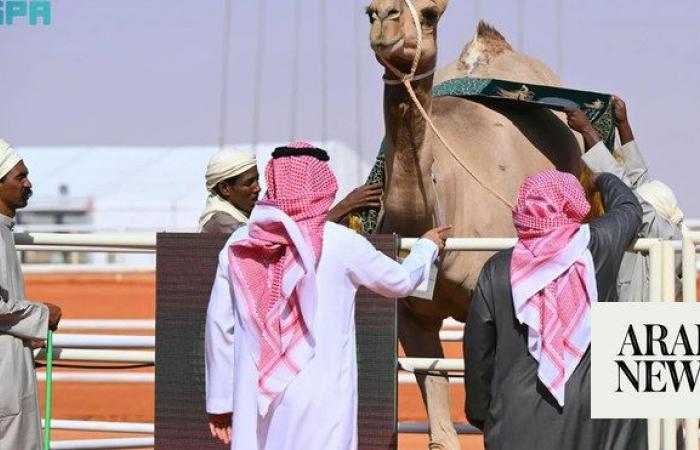 The 8th King Abdulaziz Camel Festival set to bring ‘glory’ to Al-Sayahid