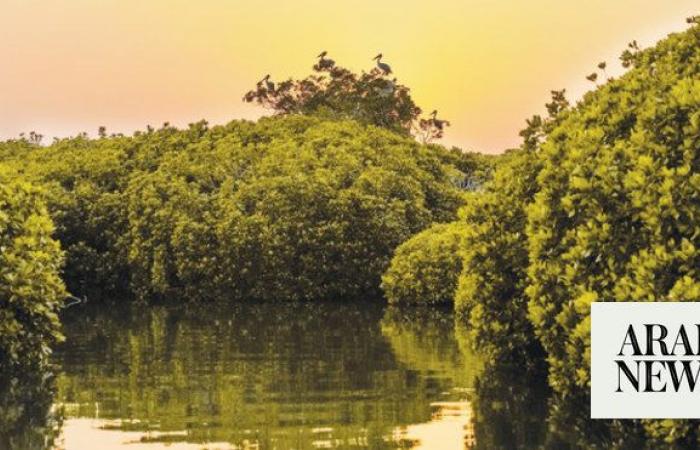 Saudi Arabia to plant 200m mangrove trees by 2030