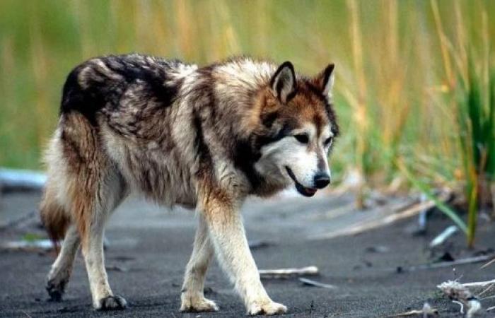 US infant killed by wolf-dog hybrid in Alabama