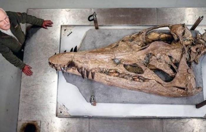 Pliosaur discovery: Huge sea monster emerges from Dorset cliffs