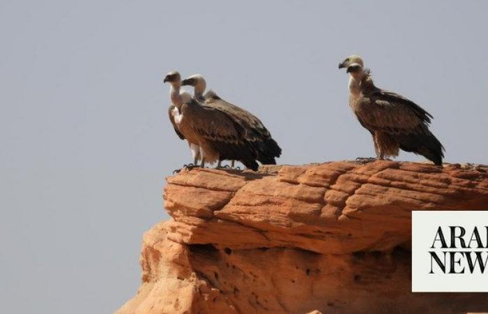 New global bird hotspots unveiled in Saudi Arabia