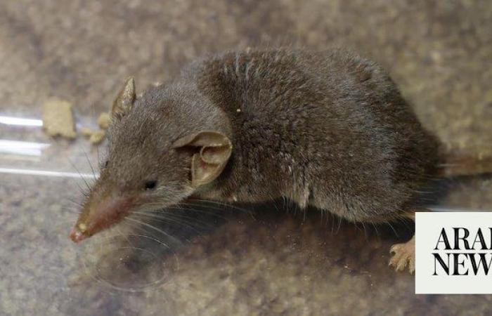 Saudi wildlife center records first rare shrew sighting 