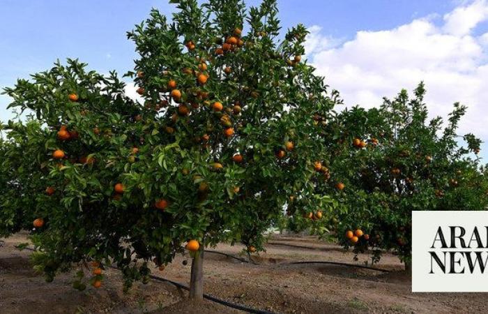 Asir farmers growing to idea of switching to organic agriculture