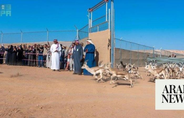 Dozens of endangered animals released in King Khalid Royal Reserve