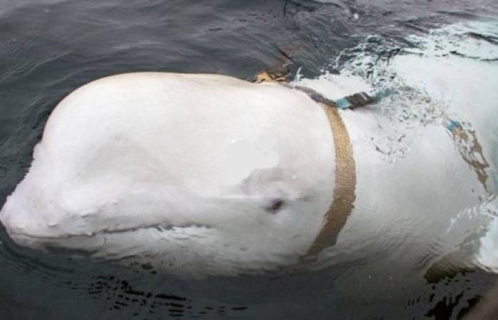 Alleged Russian ‘spy’ whale now in Swedish waters