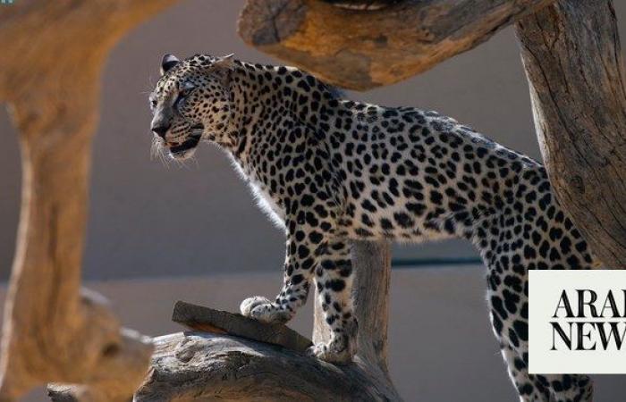 Saudi culture ministry launches Arabian Leopard story competition to mark international day