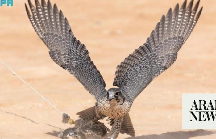 Saudi Arabia to hold most expensive falcon award competition at AlUla