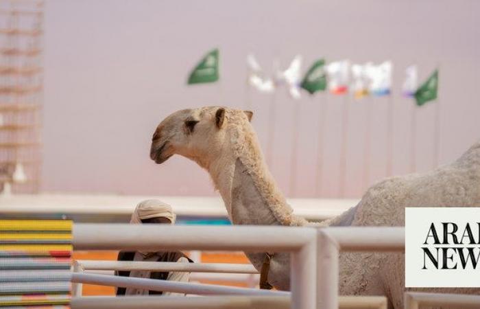 Welshman’s ‘Massakata’ wins camel beauty pageant