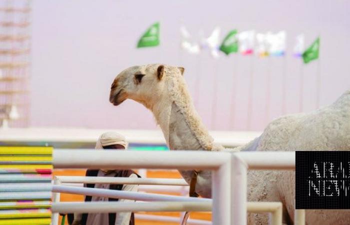 Mataya Exhibition showcases significance of camel heritage in Saudi Arabia