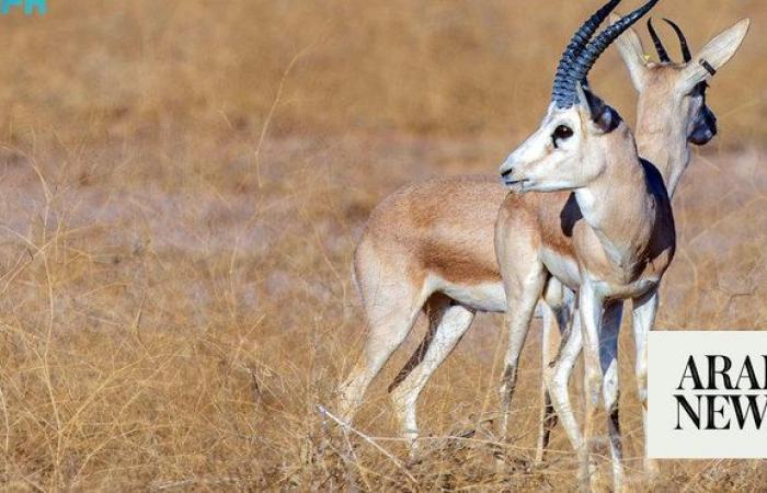 More than 220 endangered species reintroduced to wild in Saudi royal reserves over past 3 years