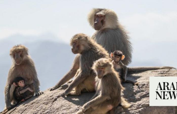 Kingdom’s growing baboon population under scrutiny