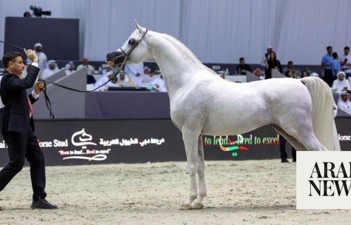 $4m up for grabs at Dubai International Arabian Horse Championship 2024
