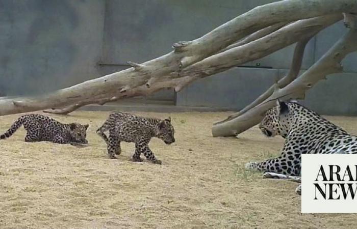 From enclosures to reserves: RCU’s role in Arabian leopard conservation