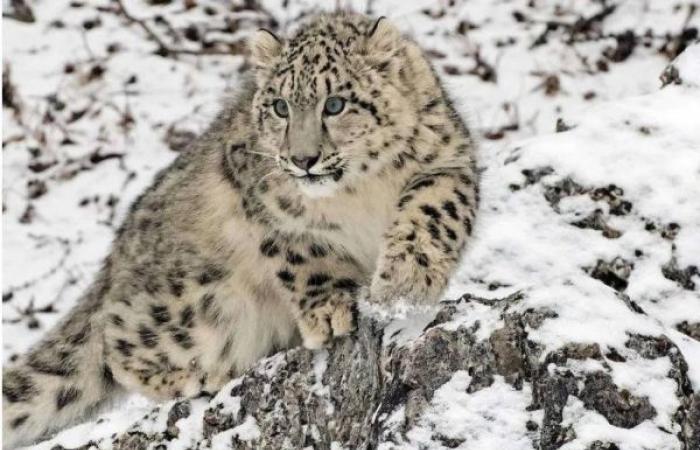 First-ever Survey Puts India's Snow Leopard Population At 718