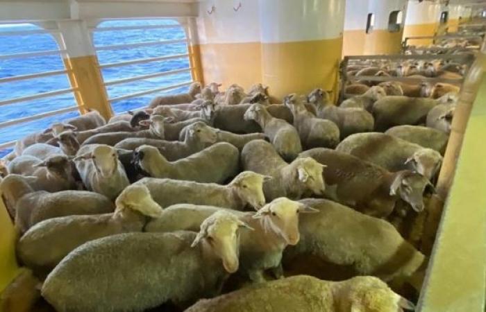 Thousands of sheep and cattle stranded at sea after Red Sea crisis turn back