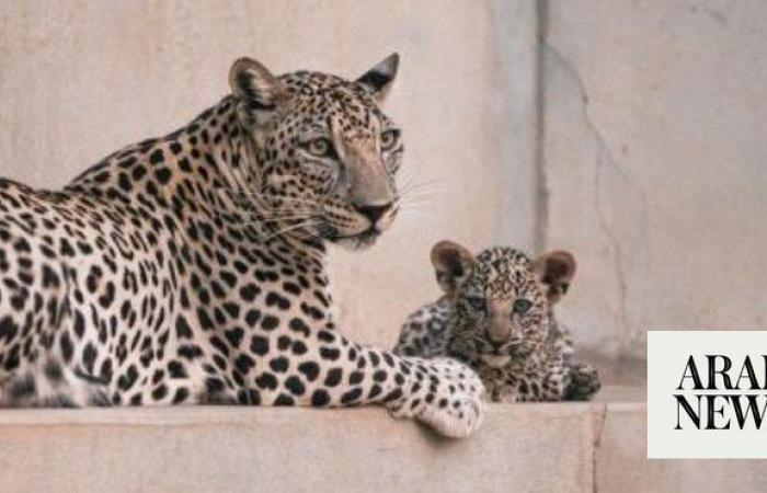 Catwalk aims to preserve Arabian leopards in Saudi Arabia