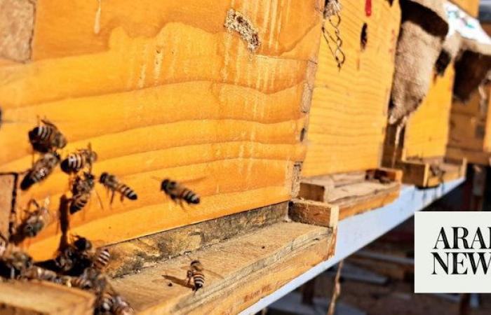 Saudi Arabia’s Taif sees surge in niche beekeeping tourism