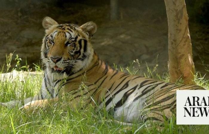 Cambodia looks to import Indian tigers to revive big cat population
