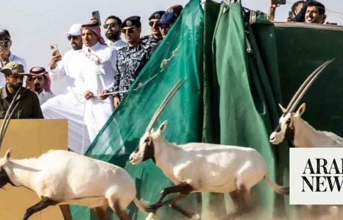 Endangered native animals released in Saudi reserve