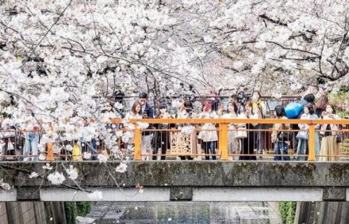 How climate change is thwarting travelers' cherry blossom plans
