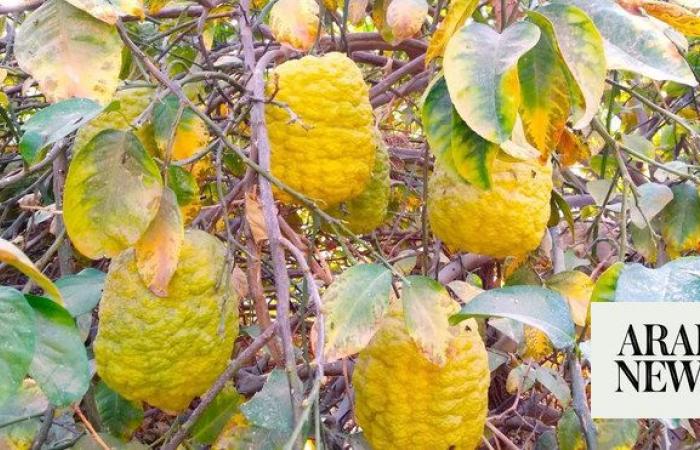 Saudi Arabia’s citron season returns with its own culinary heritage