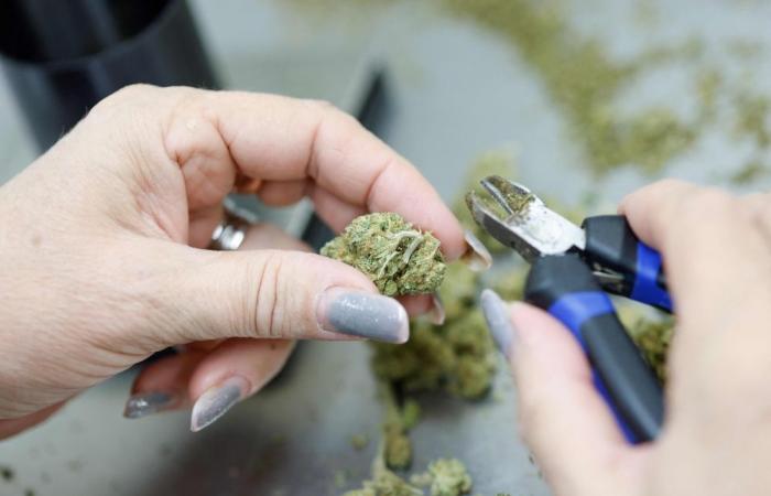German parliament votes to legalise recreational cannabis