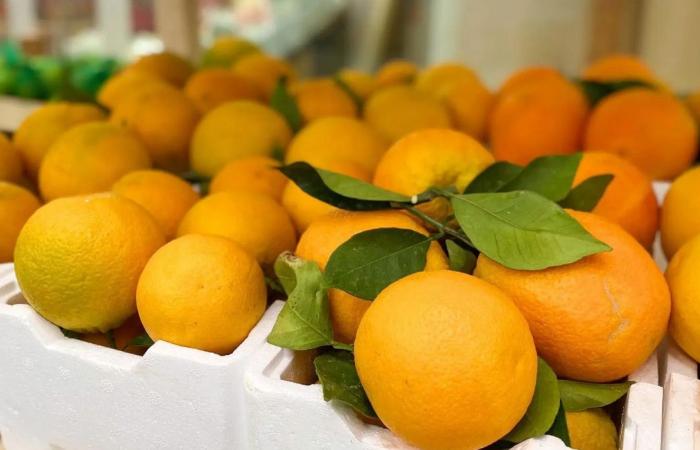 Saudi Arabia’s citron season returns with its own culinary heritage