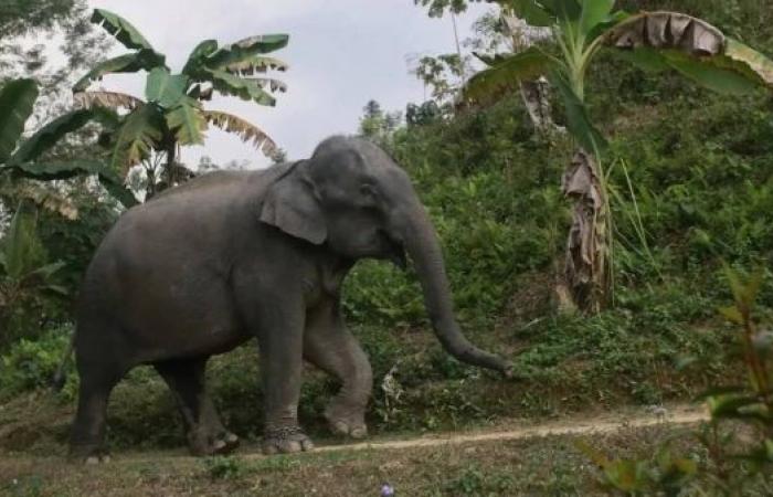 Bangladesh's critically endangered Asian elephants get court protection