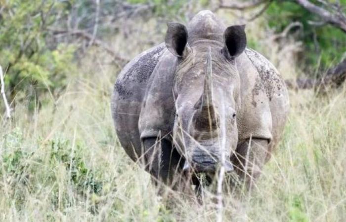 South African rhinos poaching on the rise in new hotspot