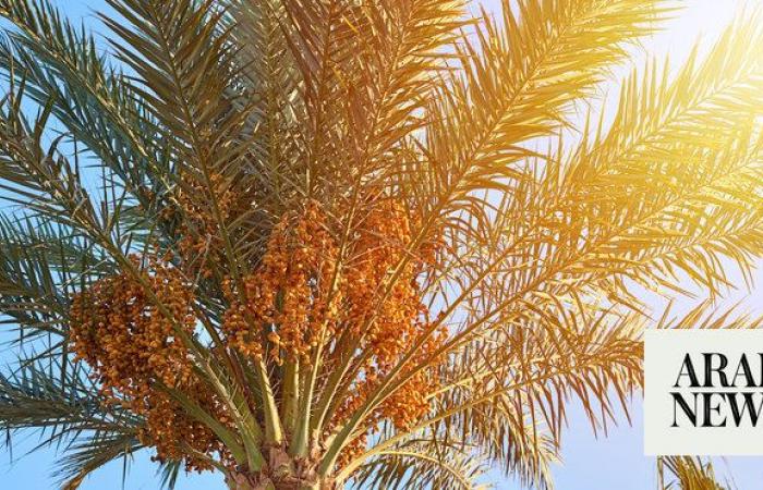 Saudi date industry targets East Asian markets, says official