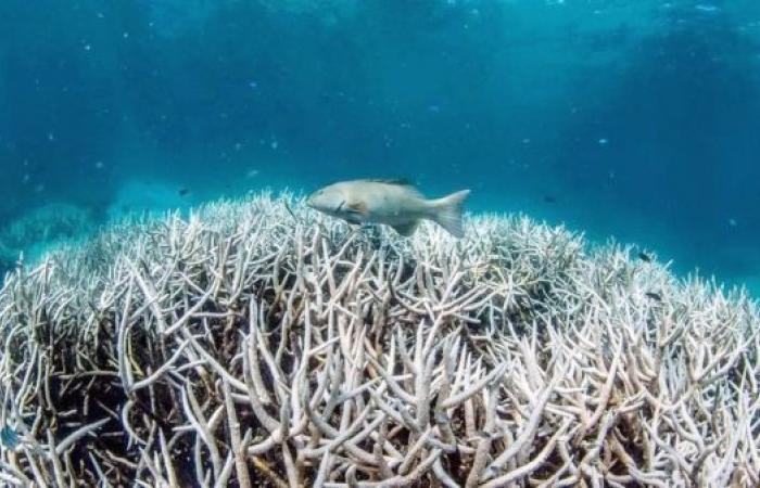 Great Barrier Reef: New mass bleaching event hits World Heritage site