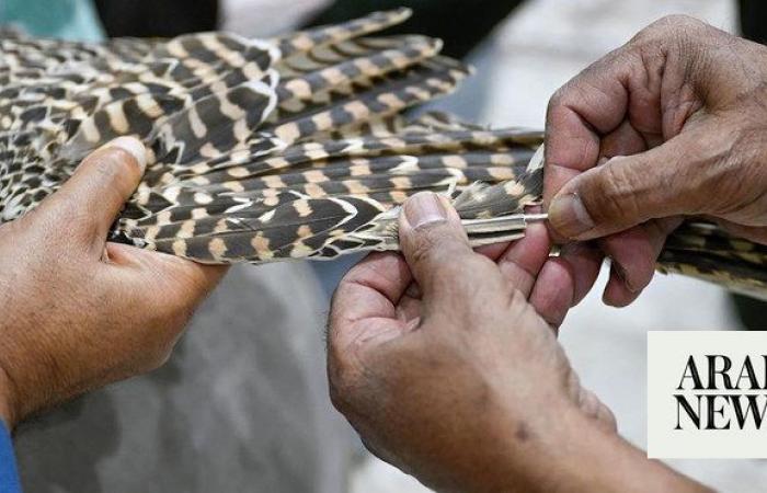 Art of falcon feather repair thrives in Kingdom