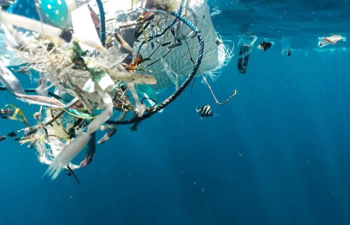 How Saudi Arabia is protecting marine habitats by tackling plastic waste 