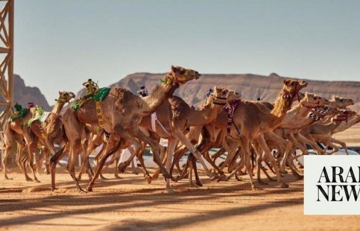 AlUla Camel Cup returns in April for four days of racing